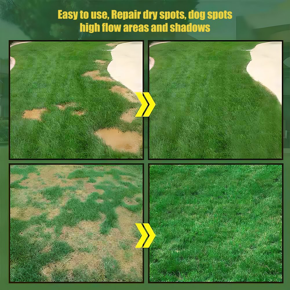 🔥Last Day Promotion 49% OFF🔥🌱2026 Evergreen Dwarf Grass Seed for Four Seasons